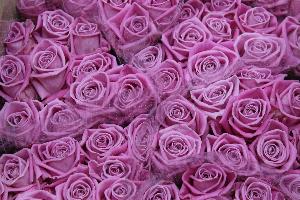 Цветок roza.jpg