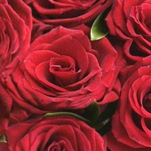 Розы всех сортов от 65 до 85 рублей за цветок! rfn3.jpg